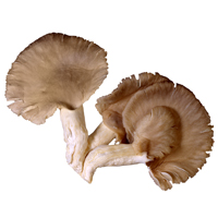 Grey oyster mushroom